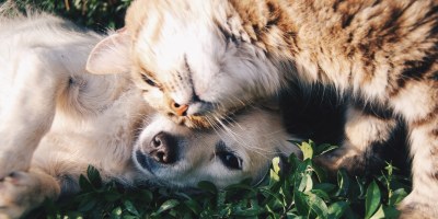 Itaguaí: Vacinação contra raiva para cães e gatos começa dia 26 de junho - baixadanaweb